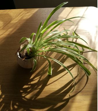 Annexe phototropisme.JPG