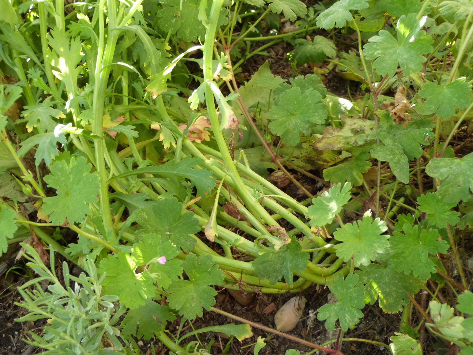 Annexe gebionis segetum.JPG