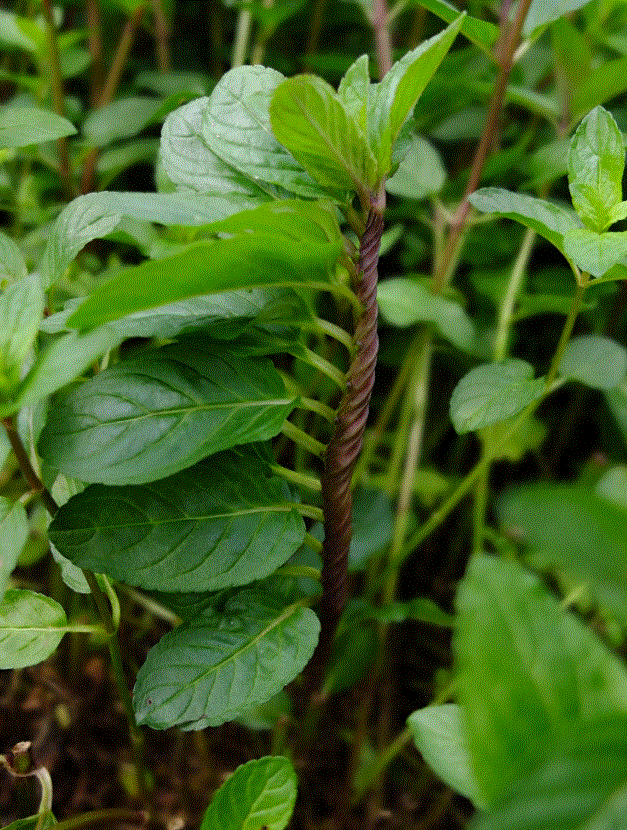 Annexe Menthe vrillée.GIF