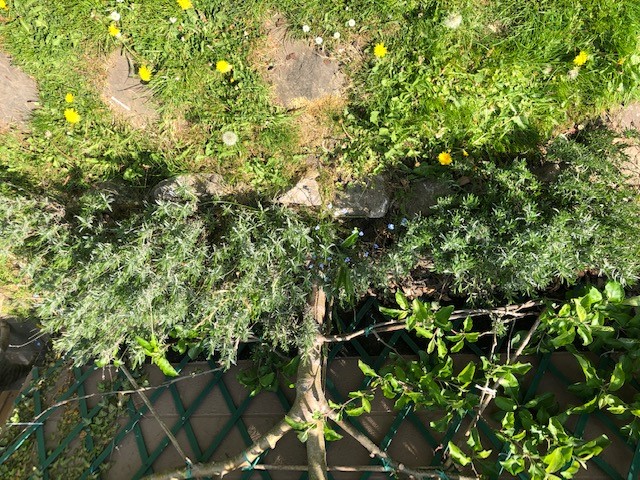 Annexe Massif lavande 3.jpg