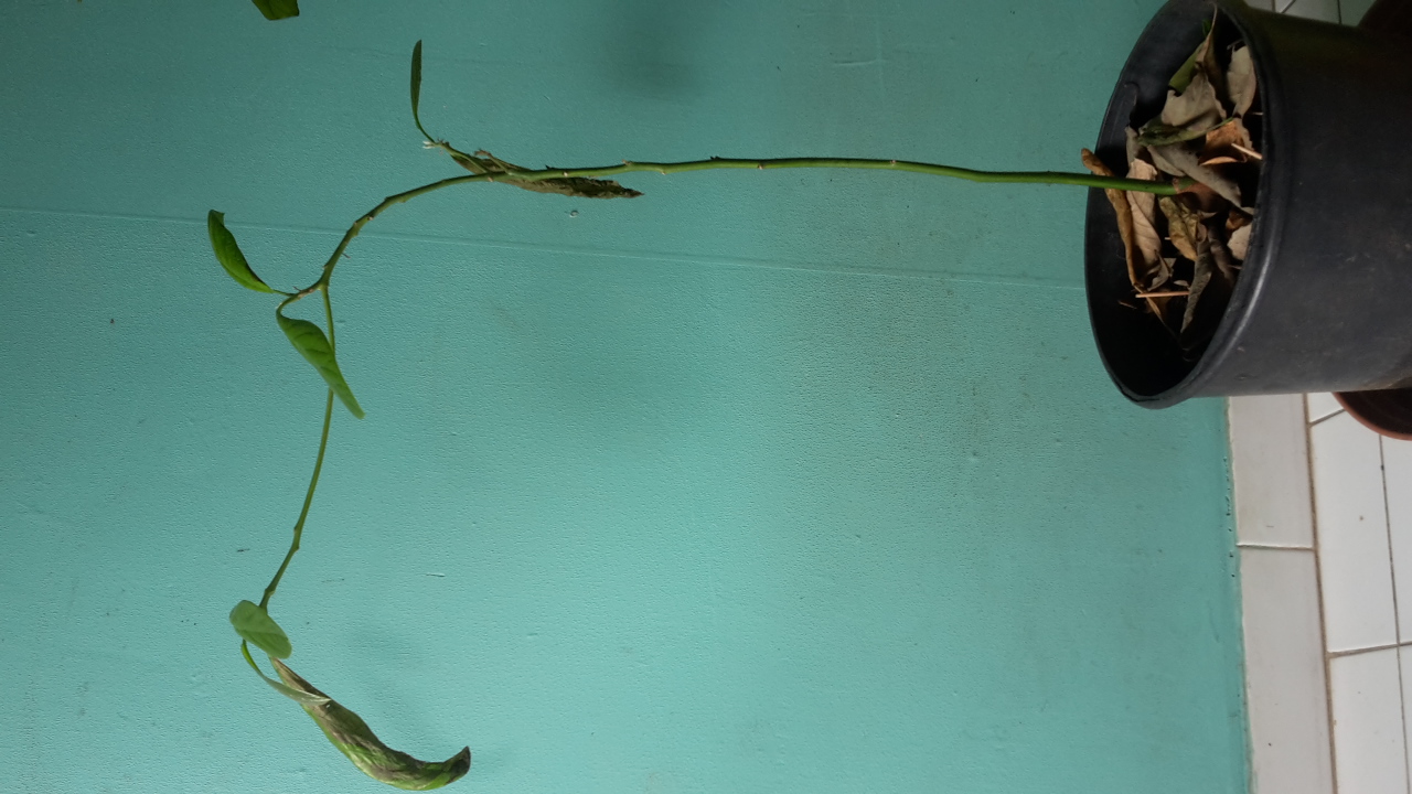 Annexe 20200421_121935.jpg