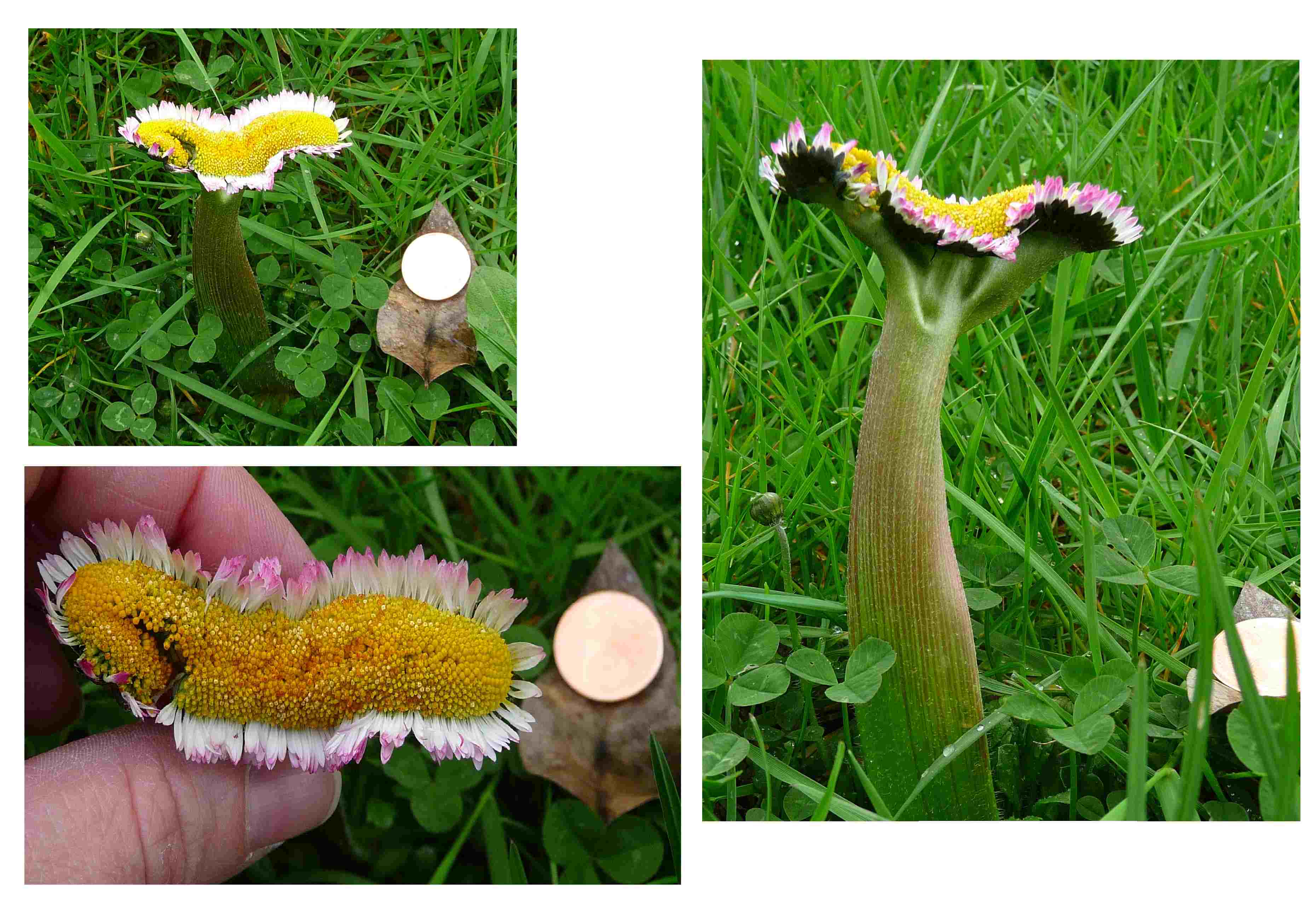 Annexe paquerette bizare2.jpg