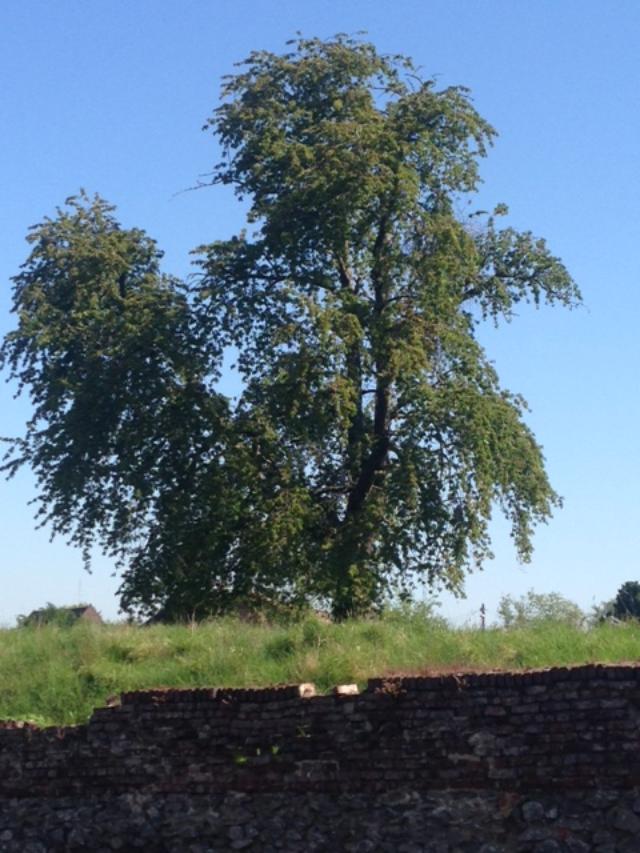 Annexe foudre.cerisier.jpg