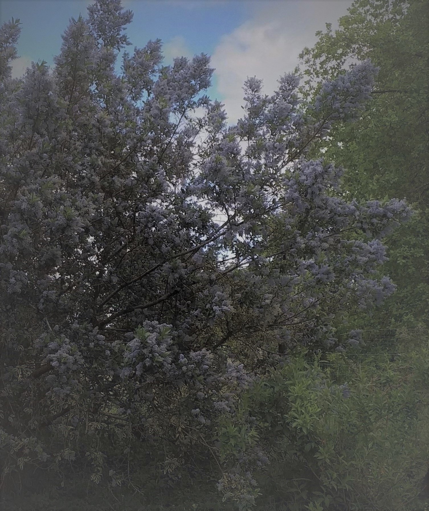 Annexe cyanothe et forsythia.jpg