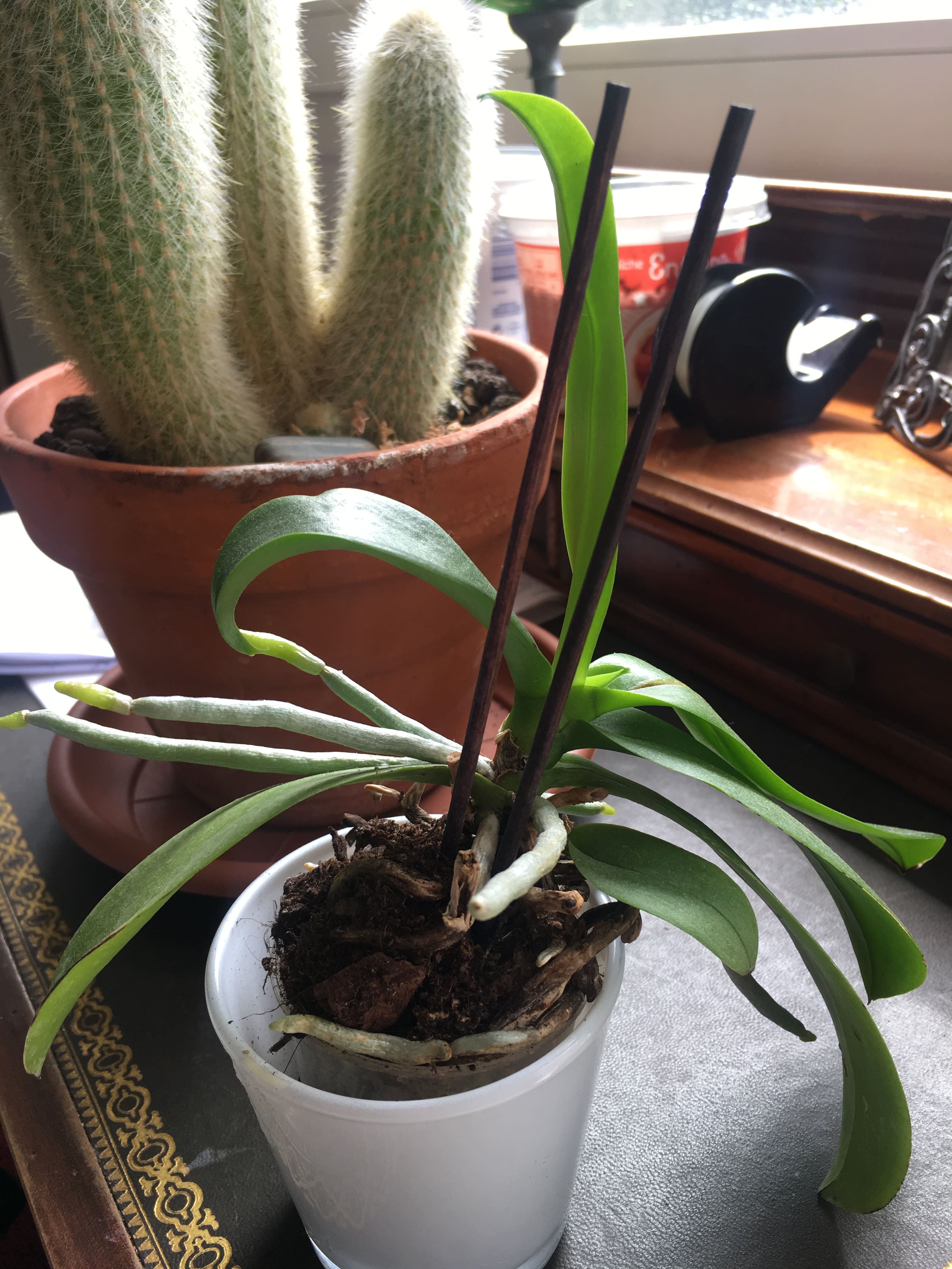 Annexe IMG_8306 2-min.JPG