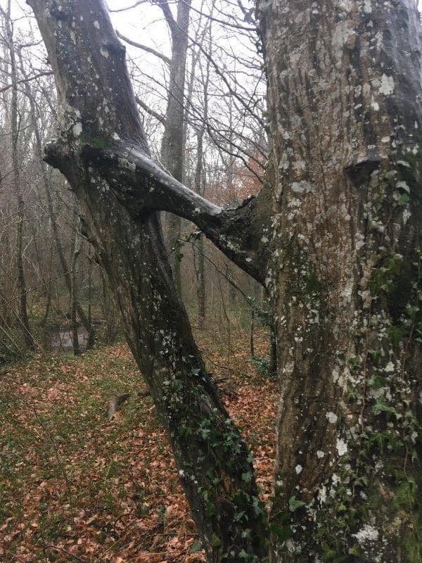 Annexe arbres reconnectent.jpg