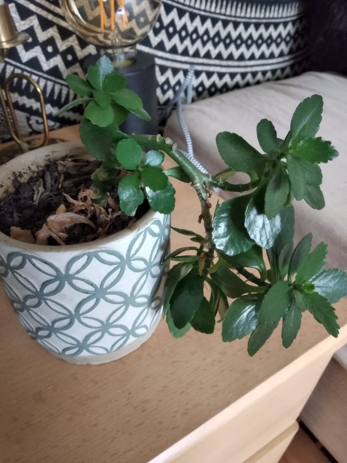 Annexe WhatsApp Image 2020-04-28 at 18.41.52.jpeg