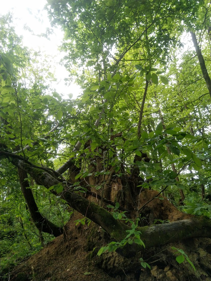 Annexe IMG_20200429_093010.jpg