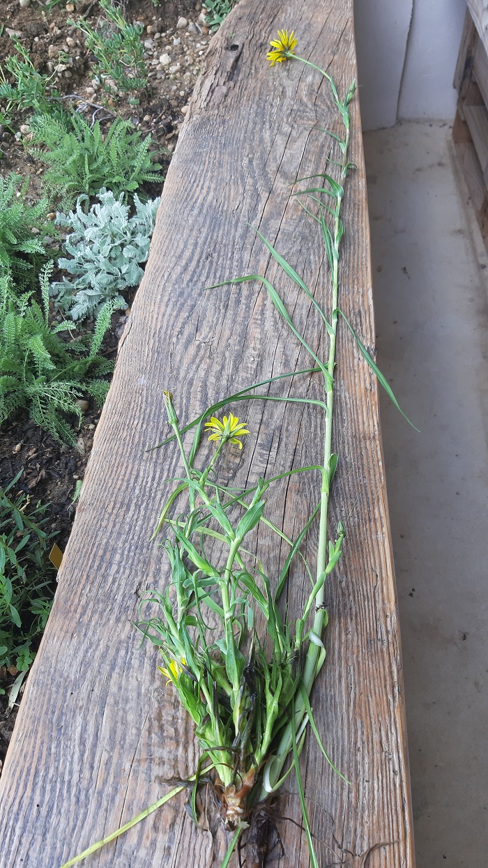 Annexe différence de taille.jpg