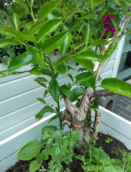 Annexe IMG_20200429_161446.jpg