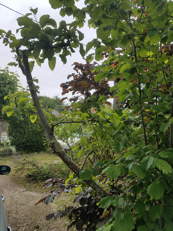 Annexe 20200429_162654.jpg