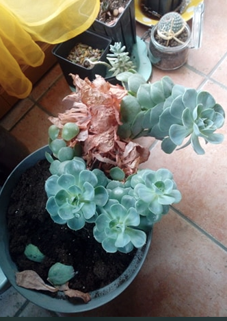 Annexe Capture d’écran 2020-04-29 à 17.26.59.png