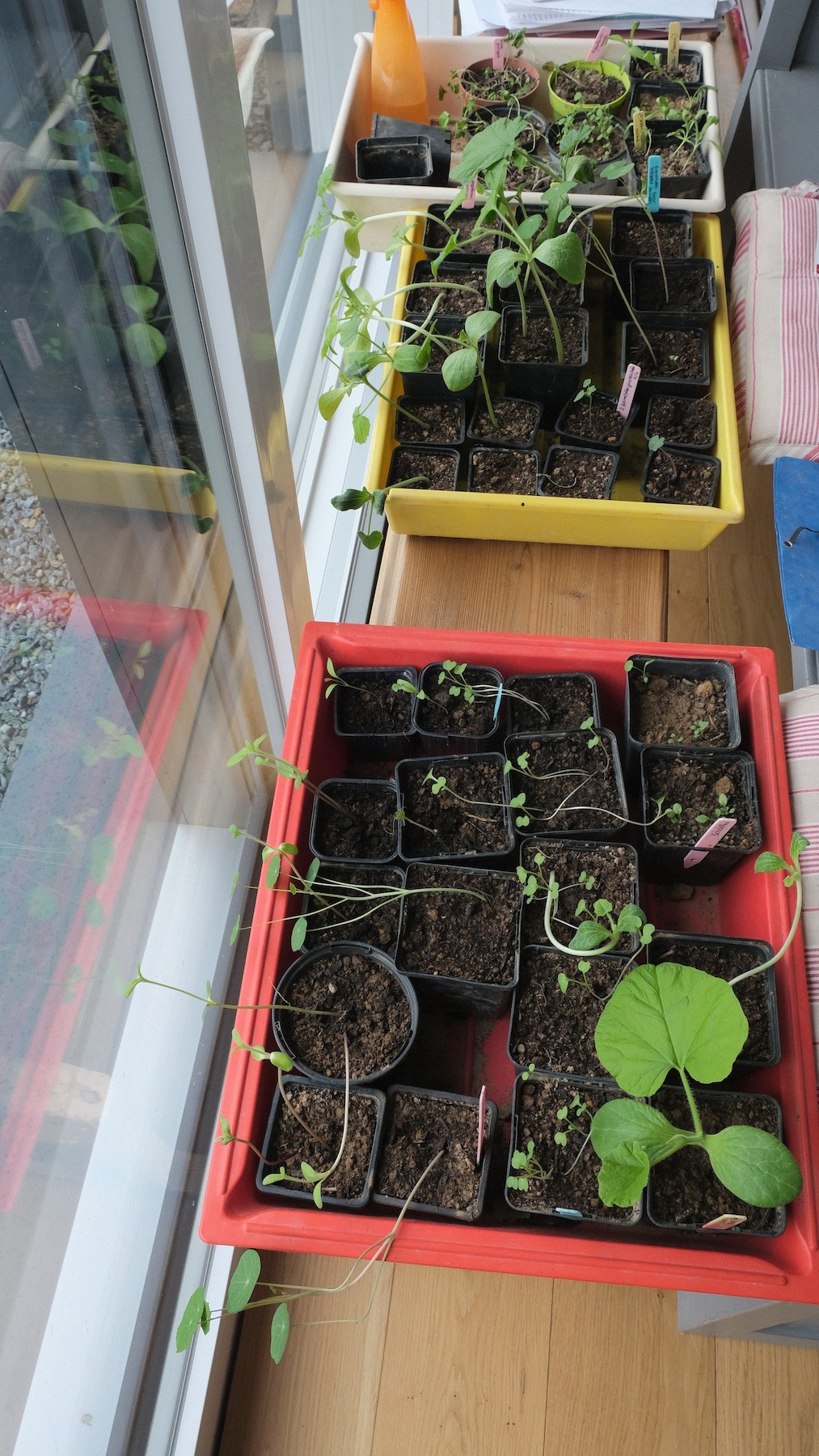 Annexe Semis en godets.JPG