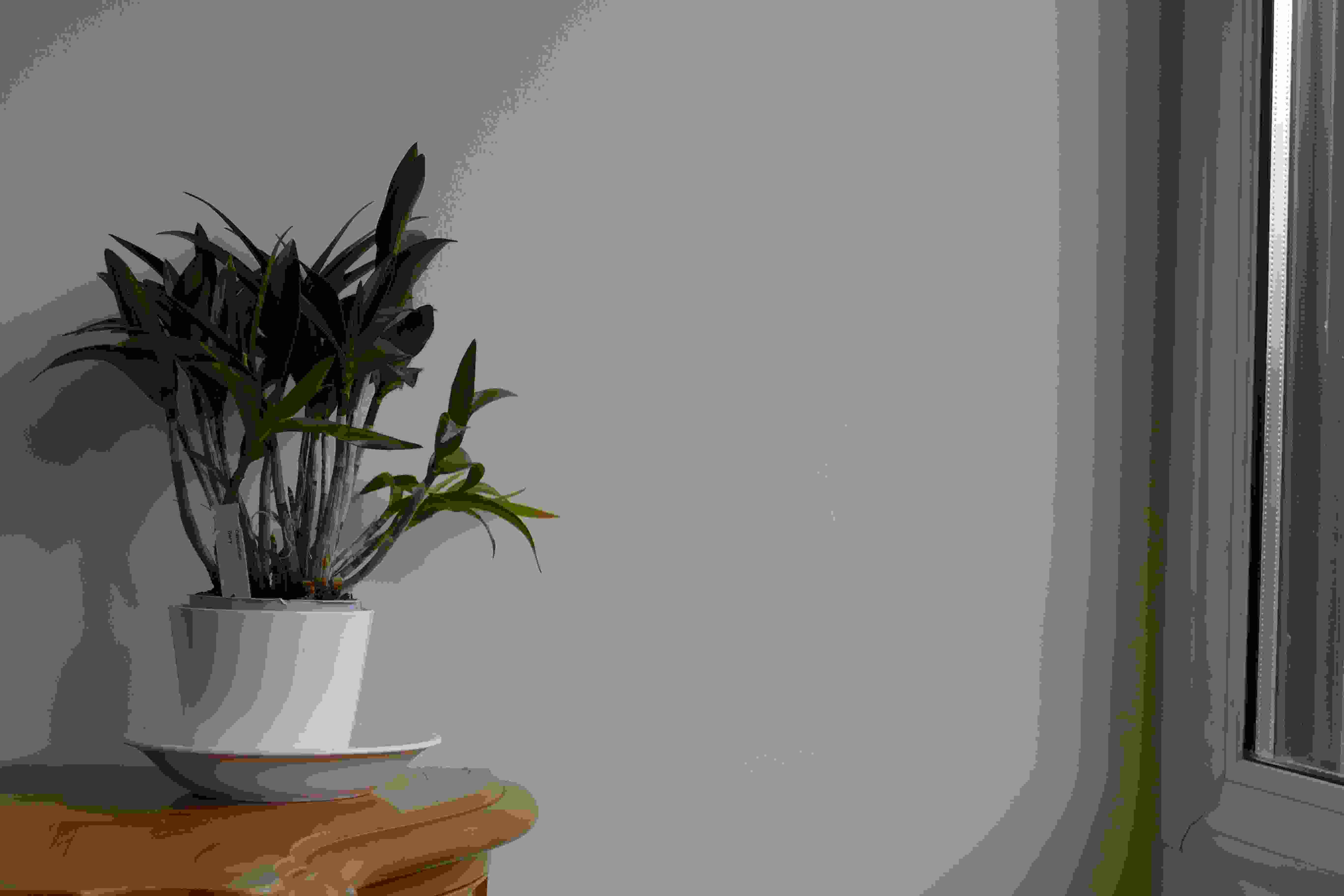 Annexe Dendrobium.JPG