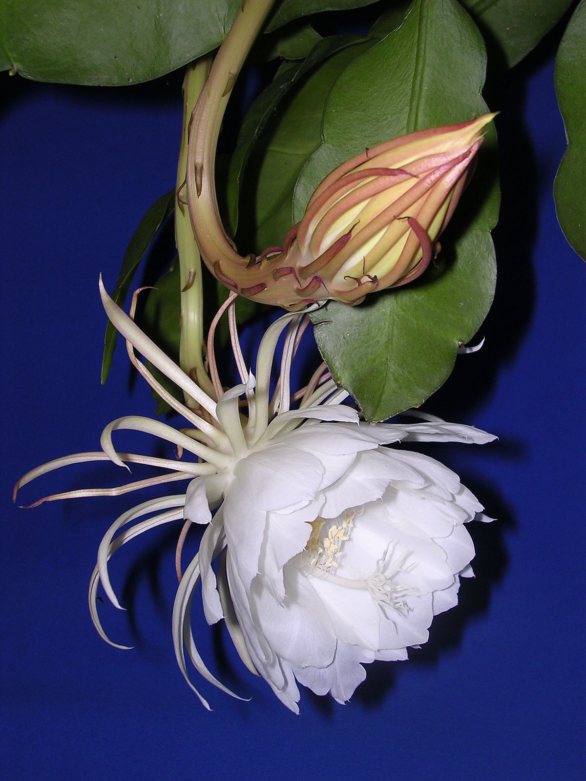 Annexe 1200px-Epiphyllum_oxypetalum_flower.jpg