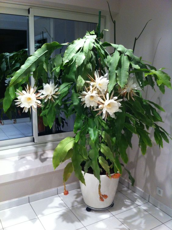 Annexe Epiphyllum.jpg
