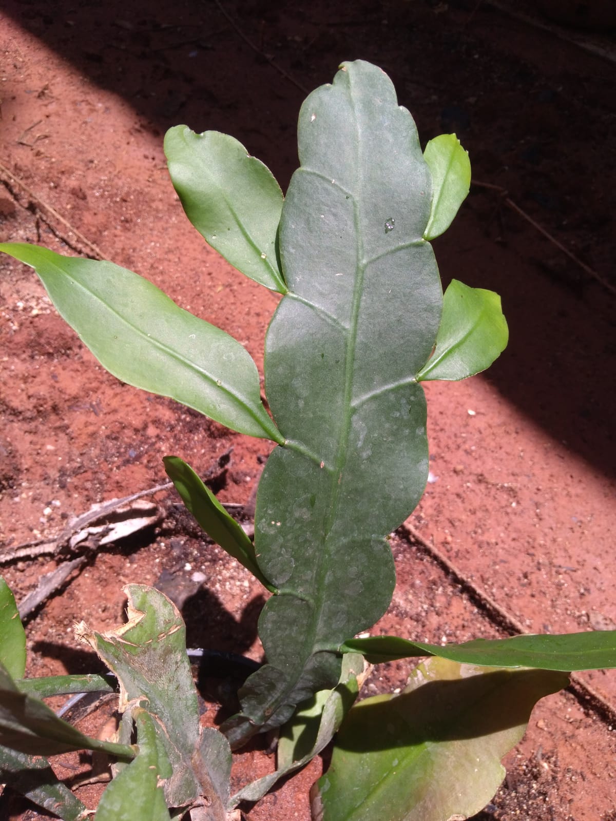 Annexe Xssance Bizarre.jpeg