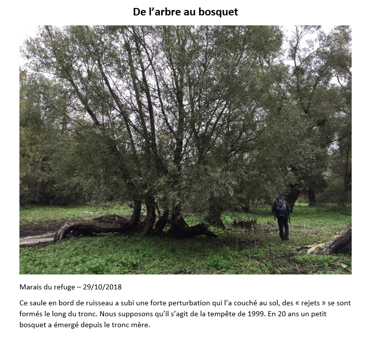 Annexe de larbre au bosquet.png