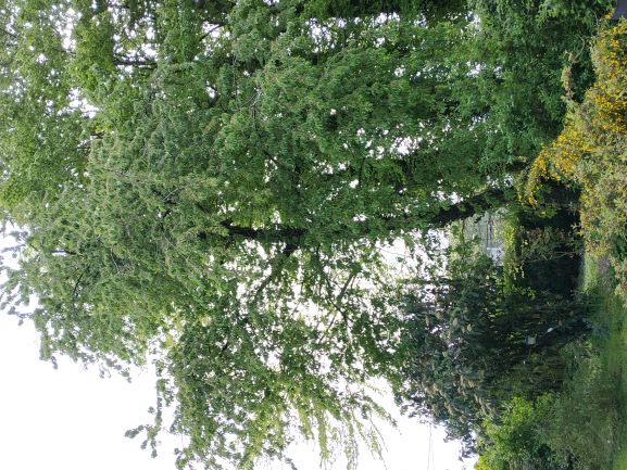 Annexe cerisier courbé.jpg