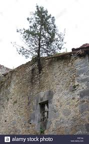 Annexe arbre mur.jpg