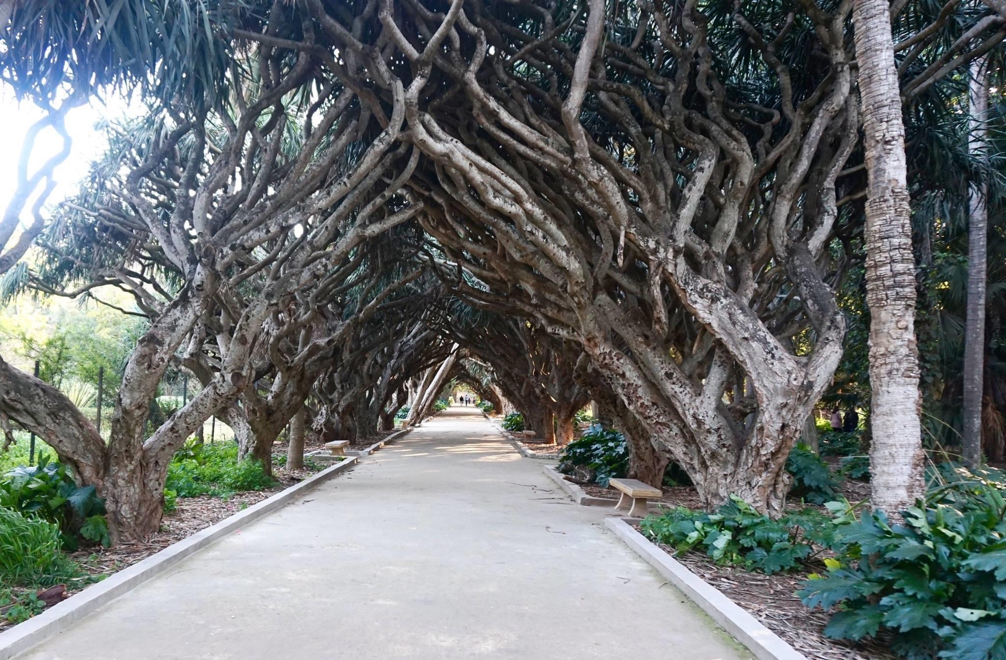 Annexe allée des dragonniers Alger.JPG