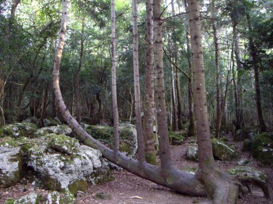 Annexe arbre lyre.jpg