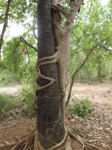 Annexe arbres enlacés.jpg