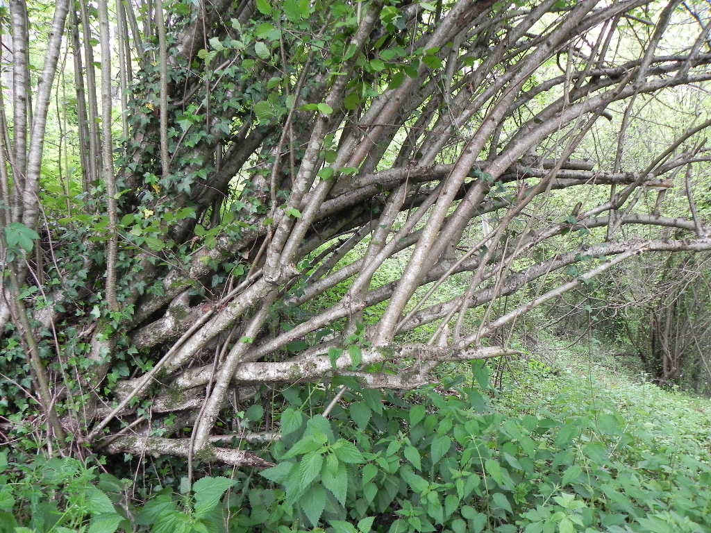 Annexe Noisetier.JPG