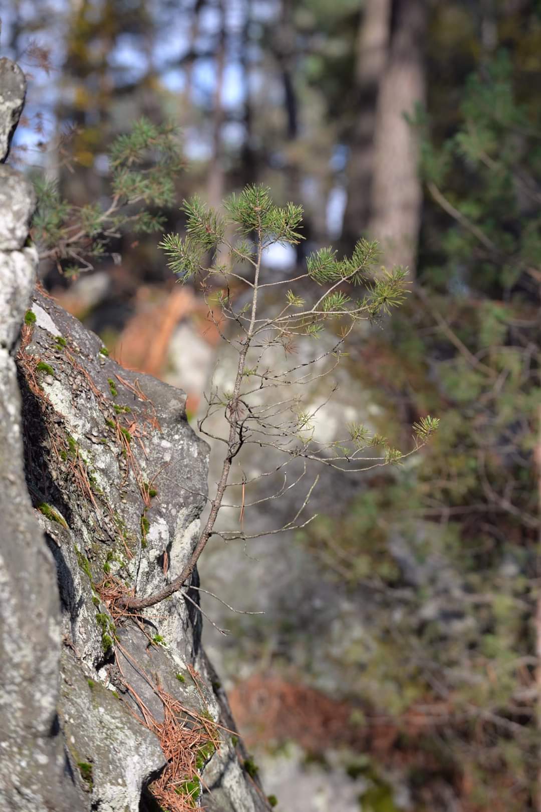 Annexe jeune pin sylvestre-min.jpg