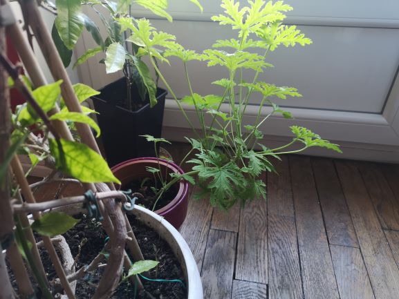 Annexe séq 3 - tropisme 2a.jpg