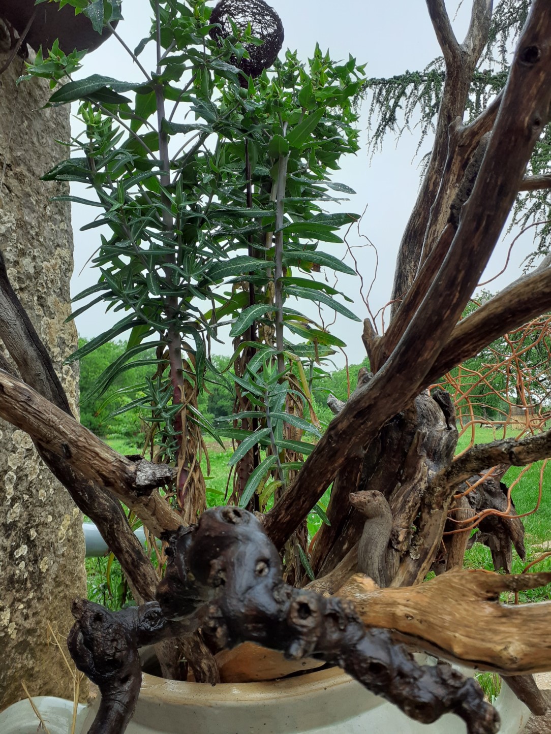 Annexe 20200502_101924_resized.jpg