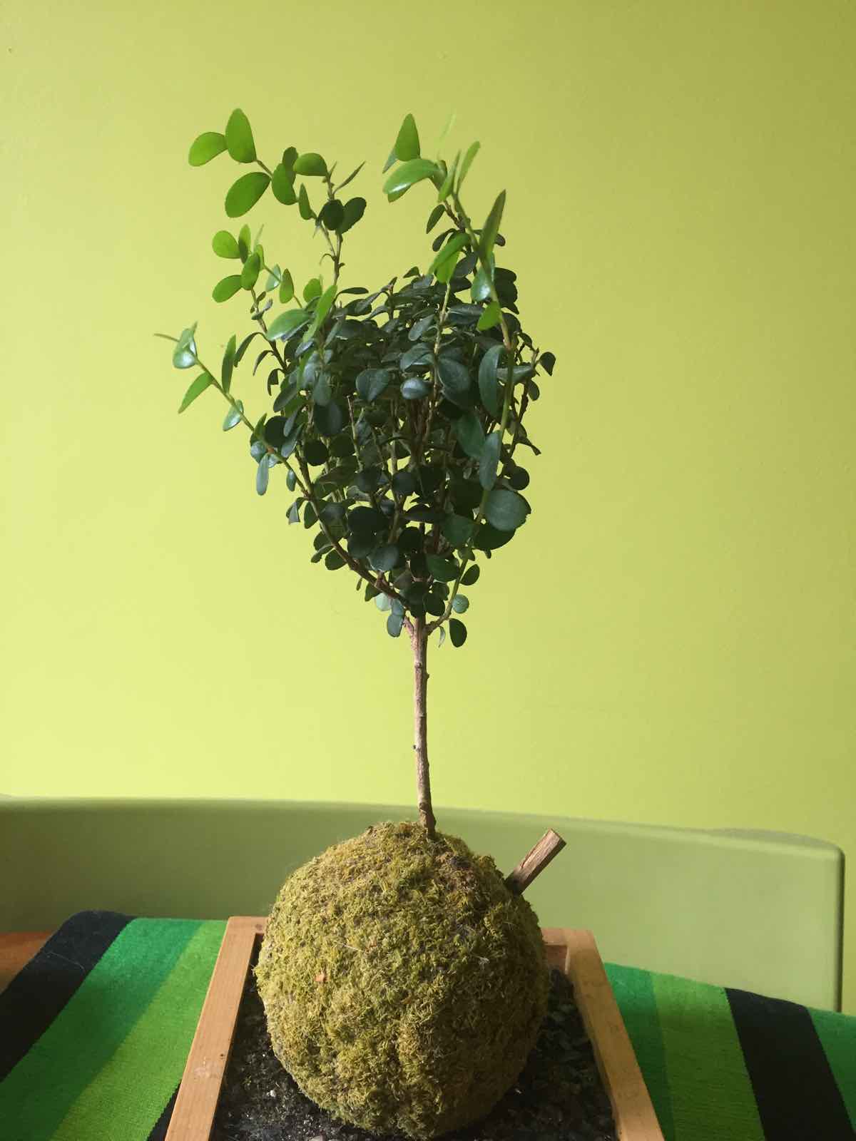 Annexe Myrsine Africana.jpg