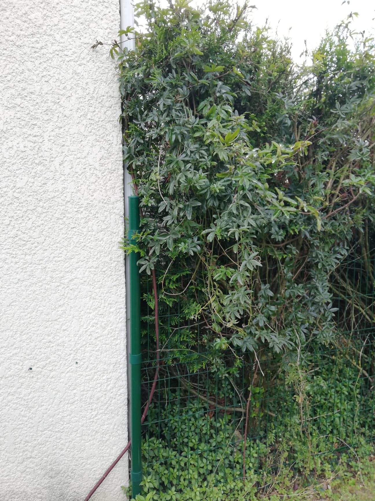 Annexe 95138348_332258544412668_2038127570121129984_n.jpg