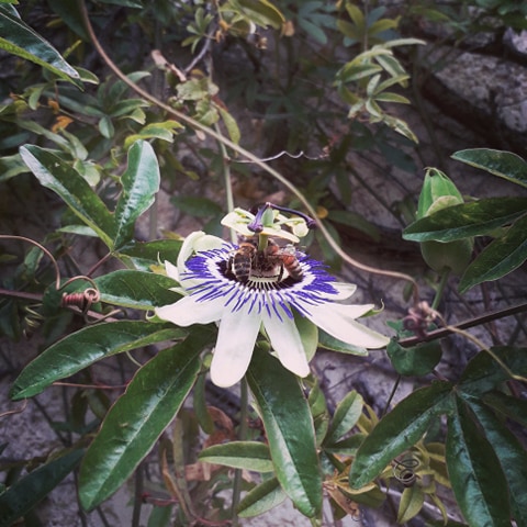 Annexe 95339260_2651799291763533_8057910232765956096_n.jpg