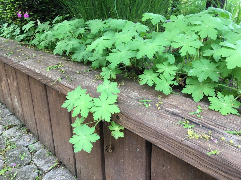 Annexe géranium cantabrigiense.jpeg