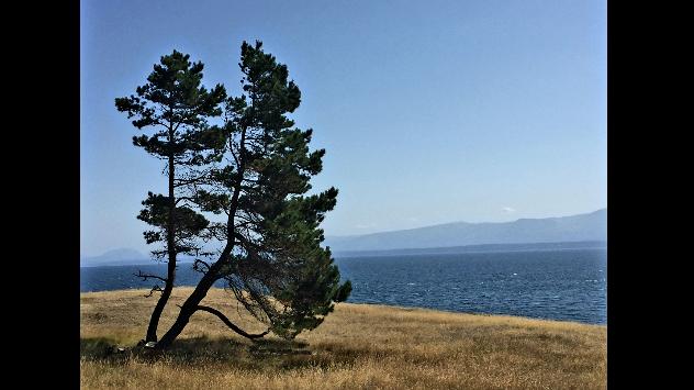 Annexe Lodgepole pine.jpg