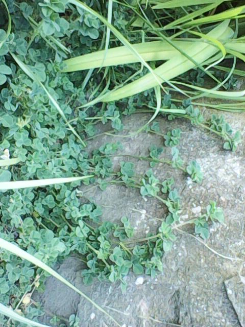 Annexe Photo0961.jpg