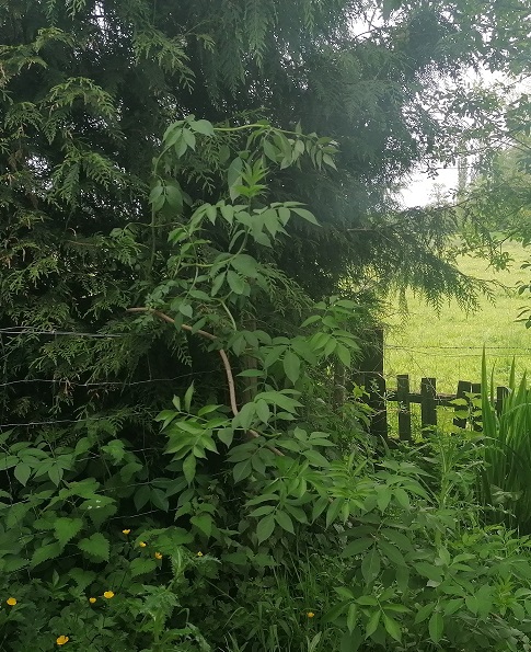 Annexe Sureau_sous_Thuya.jpg