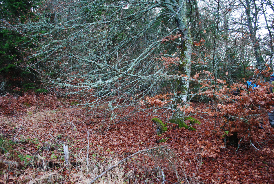 Annexe Port de larbre.jpg