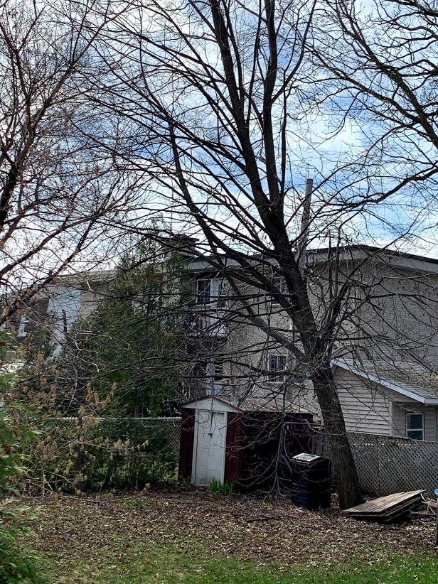 Annexe QuercusBorialis.jpg