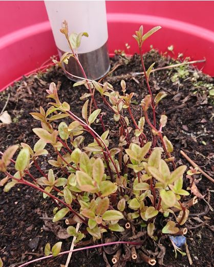 Annexe plante penchée.jpg