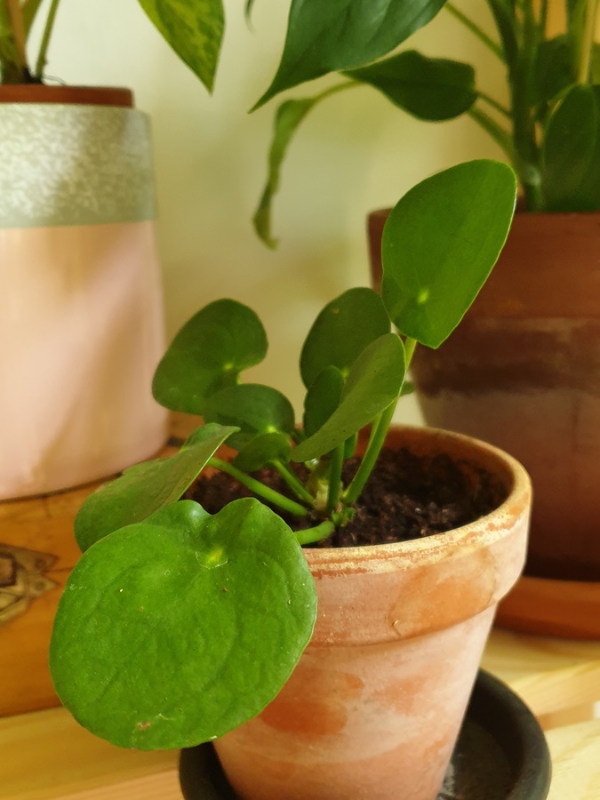 Annexe 20200503_152635.jpg