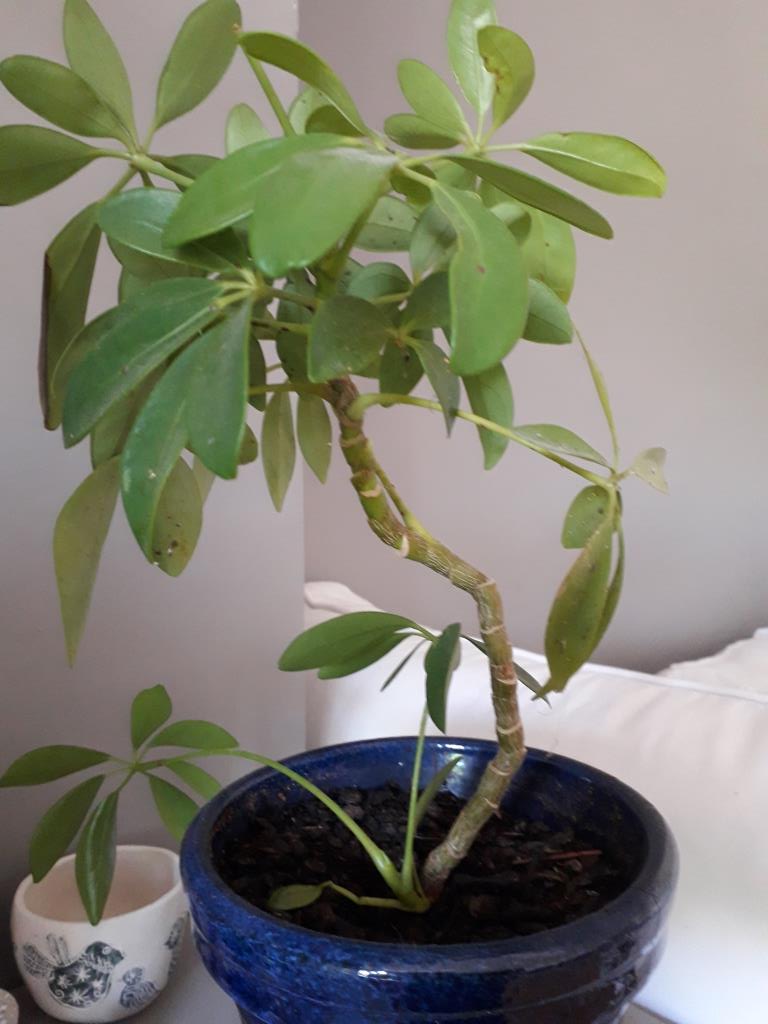 Annexe Arbre Ombelle Schefflera arboricola Hayata.jpg