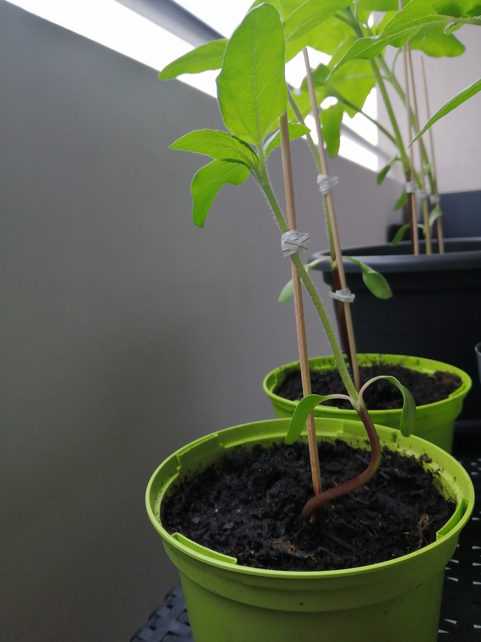 Annexe IMG_20200503_170920_redim.jpg