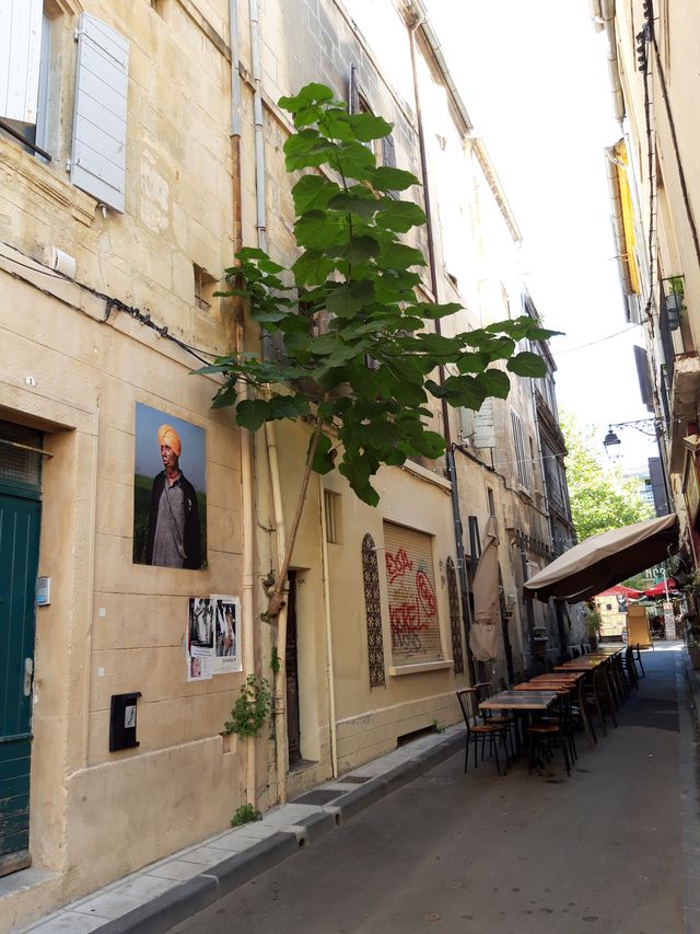 Annexe Arbre bizarre en  Arles.jpg