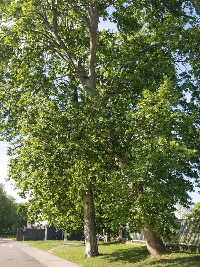 Annexe 96232446_667789040685301_3252368786669436928_n.jpg