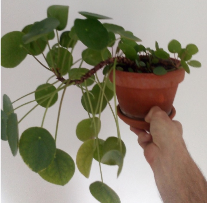 Annexe Pilea.jpg