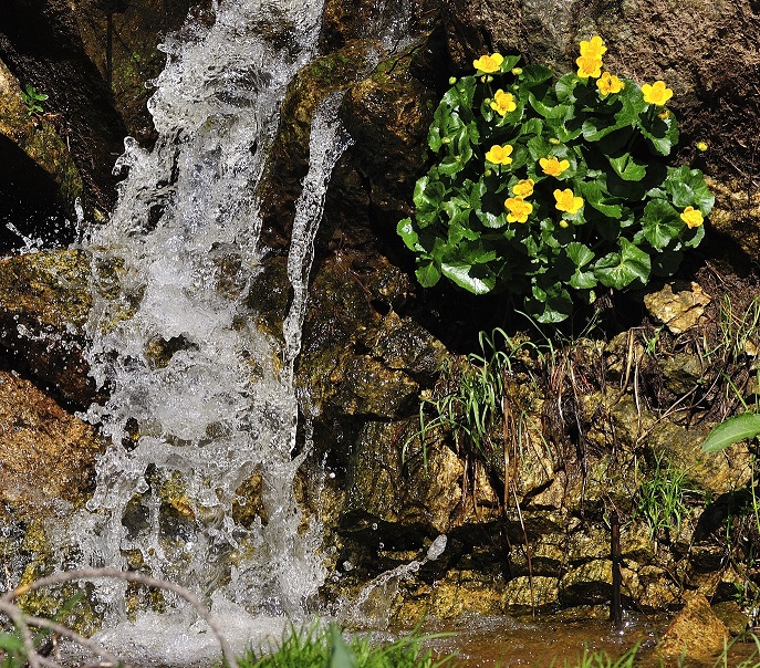 Annexe Populage des marais.jpg