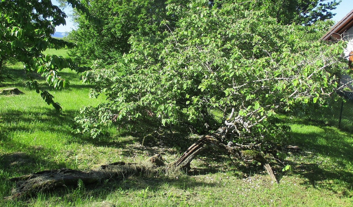 Annexe COGNASSIER.JPG