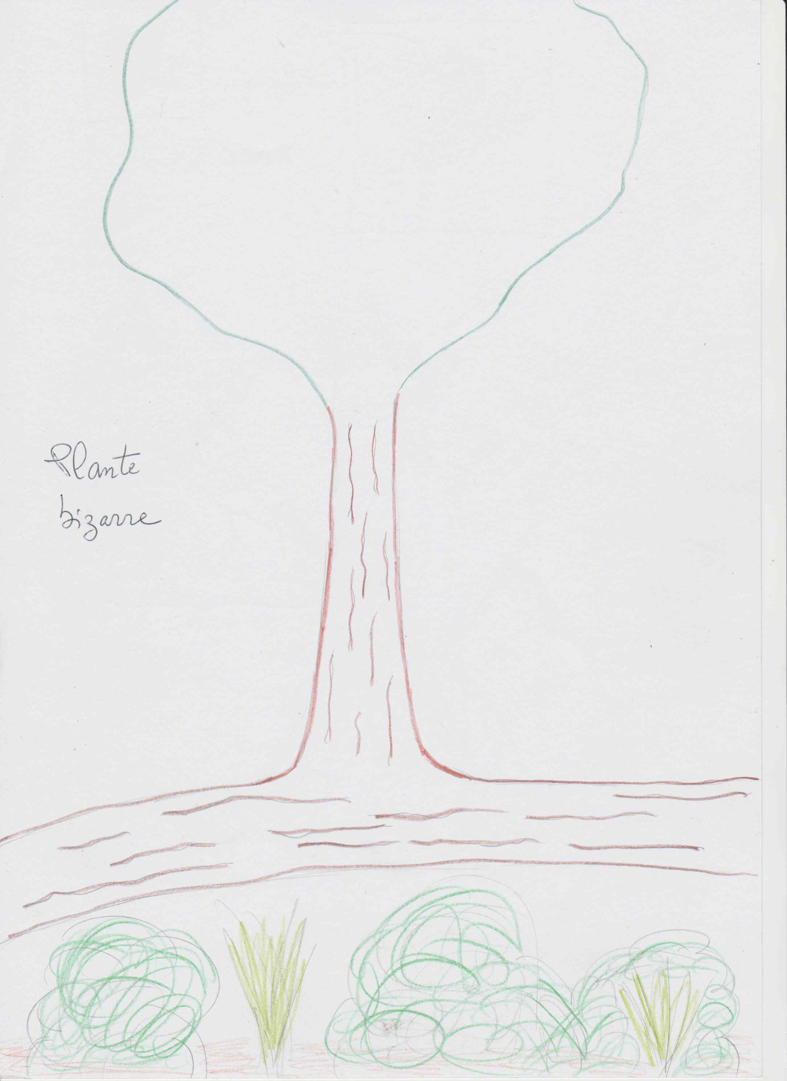 Annexe arbre-bizarre.jpg